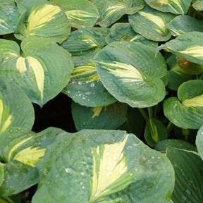 Hosta Thunderbolt - Hosta hybride thunderbolt - Plantes vivaces