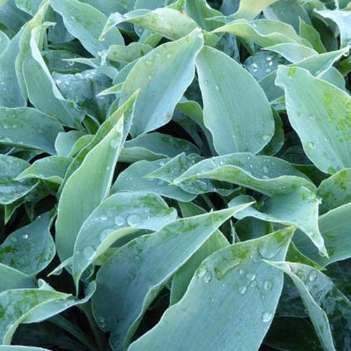 Hosta Titanium - Hosta titanium - Plantes