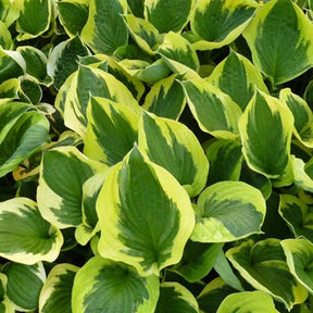 Hosta Twilight - Hosta hybride twilight - Plantes