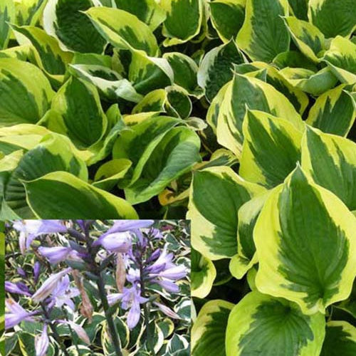 Hosta Twilight - Hosta hybride twilight - Plantes vivaces