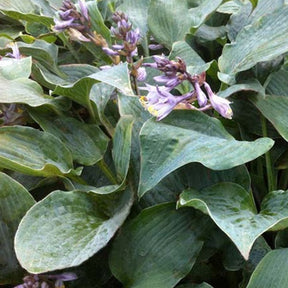 Hosta Winfield Blue - Hosta hybride winfield blue - Plantes