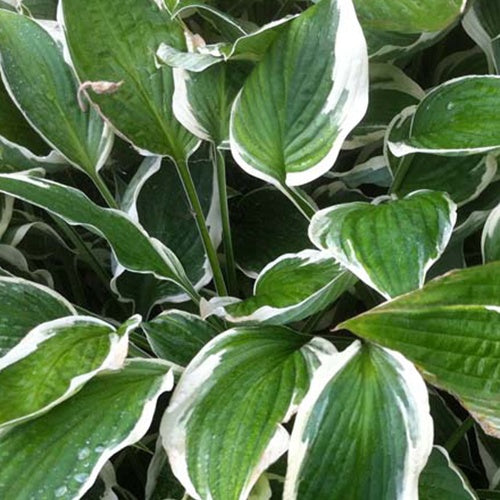 Hosta Zager's White Edge - Hosta zagers white edge - Plantes