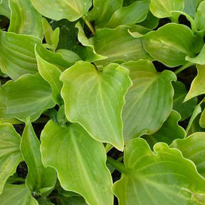 Hosta Invincible - Hosta invincible - Plantes