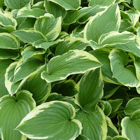 Hosta Moerheim - Hosta moerheim - Plantes