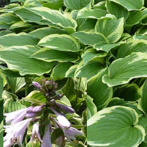 Hosta Moerheim - Hosta moerheim - Plantes vivaces