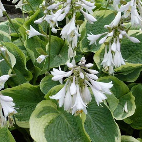 Hosta Northern Exposure - Hosta northern exposure - Plantes