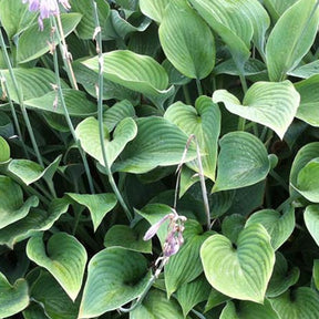 Hosta Nigrescens - Hosta nigrescens - Plantes