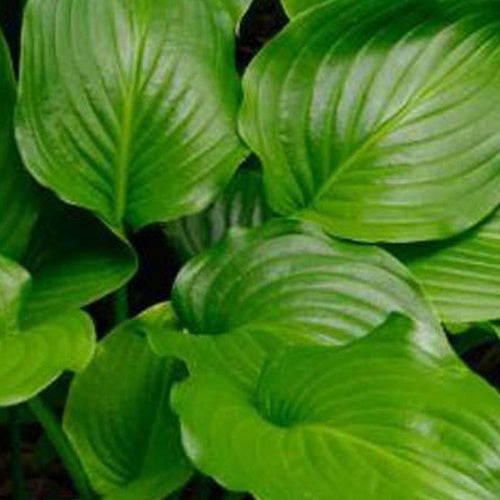 Hosta à feuille de plantain Grandiflora - Hosta plantaginea var. grandiflora - Plantes