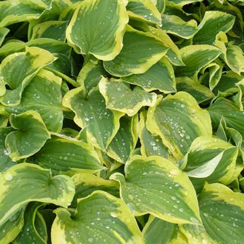 Hosta Pilgrim - Hosta pilgrim - Plantes