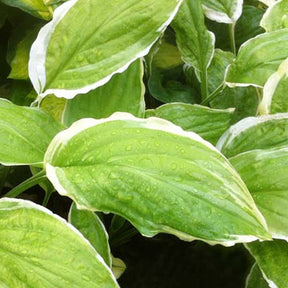 Hosta Sugar and Cream - Hosta sugar and cream - Plantes