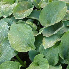 Hosta  sieboldiana Elegans - Hosta sieboldiana elegans - Plantes