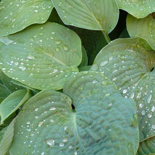 Hosta de Siebold - Hosta sieboldiana - Plantes