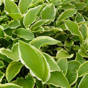 Hosta So Sweet - Hosta so sweet - Plantes