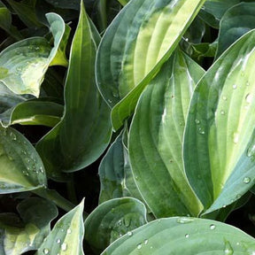 Hosta Striptease - Hosta hybride striptease - Plantes