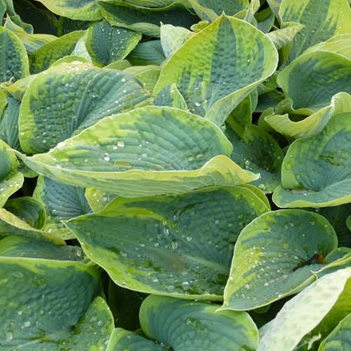 Hosta tokudama Flavocircinalis - Hosta tokudama flavocircinalis - Plantes