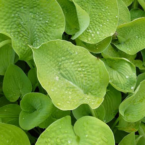 Hosta Zounds - Hosta zounds - Plantes