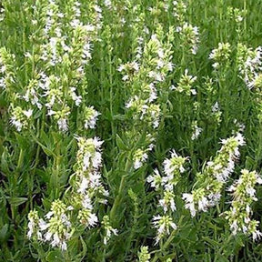 3 Hysope officinale blanche - Hyssopus officinalis albus - Plantes