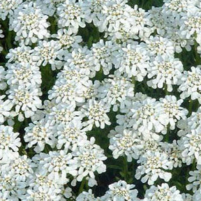 3 Corbeilles d'argent Weisser Zwerg - Iberis - Iberis sempervirens weisser zwerg - Plantes