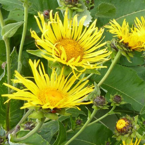 3 Grandes Camomilles - Inula helenium - Plantes