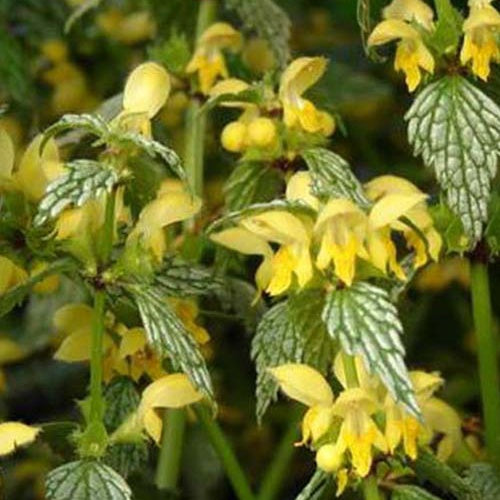 3 Lamiers Hermans Pride - Lamium galeobdolon hermanns pride - Plantes