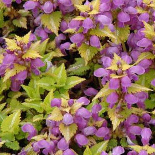 3 Lamiers Aureum - Lamium maculatum aureum - Plantes