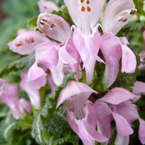 3 Lamiers Shell Pink - Lamium maculatum shell pink - Plantes