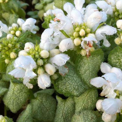 3 Lamiers White Nancy - Lamium maculatum white nancy - Plantes