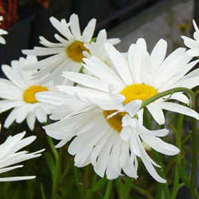 3 Marguerites d'été Alaska - Willemse