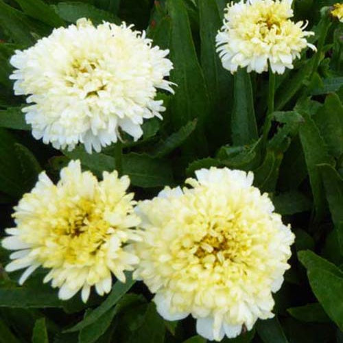 Marguerite d'été Luna - Leucanthemum x superbum Luna - Plantes