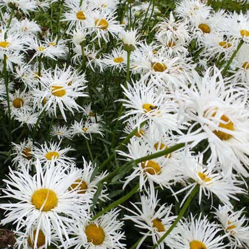 Marguerite d'été Shapcott Gossamer - Leucanthemum x superbum shapcott gossamer  ( shapc - Plantes