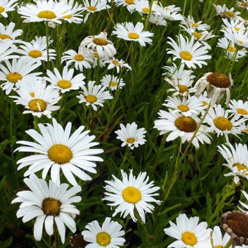 3 Marguerites d'été Silberprinzeschen - Leucanthemum x superbum silberprinzesschen - Plantes