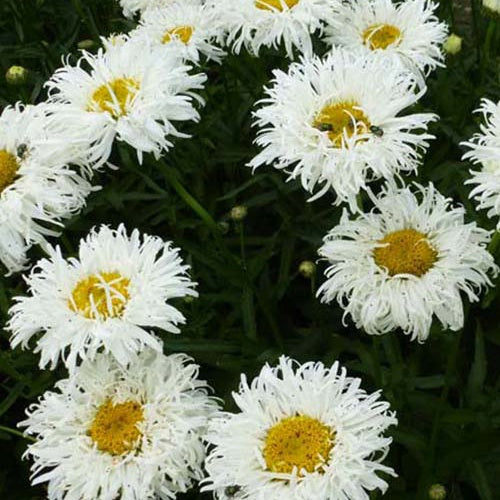 Marguerite d'été Shapcott Ruffles - Leucanthemum x superbum shapcott ruffles  ( shapco - Plantes