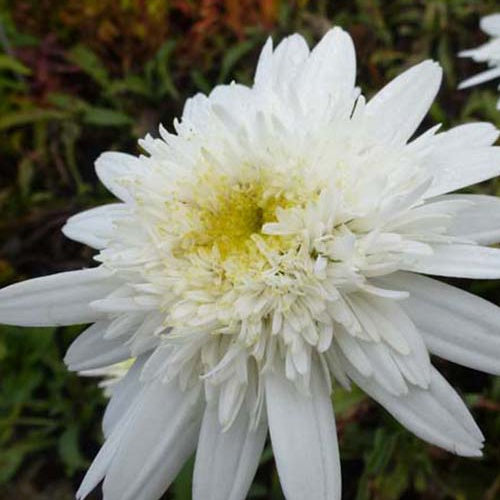 Marguerite d'été Stina - Leucanthemum x superbum stina - Plantes