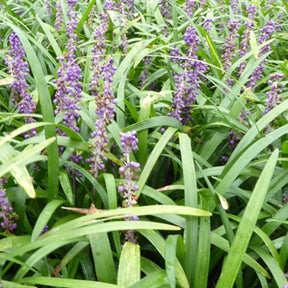 Liriope muscari Evergreen Giant - Liriope muscari evergreen giant - Plantes