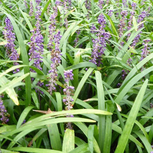 Liriope muscari Evergreen Giant - Willemse