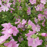 3 Mauves alcées Fastigiata - Malva alcea fastigiata - Plantes