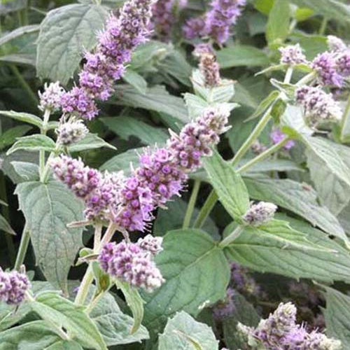 3 Menth Buddleia - Mentha longifolia buddleia - Plantes