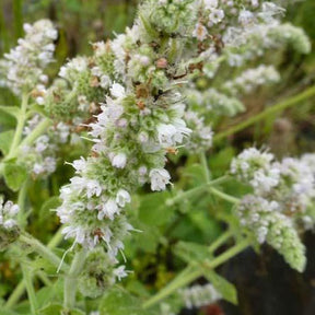 3 Menth odorante - Mentha suaveolens - Plantes