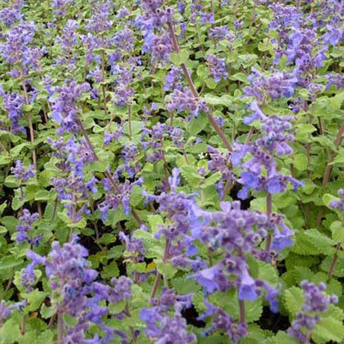 Nepeta Little Titch - Nepeta racemosa little titch - Plantes