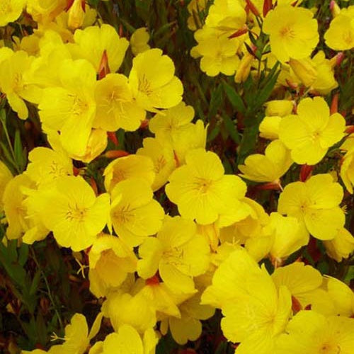 Oenothère Sonnenwende - Onagre - Oenothera fruticosa sonnenwende - Plantes vivaces