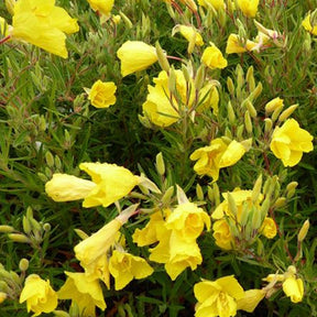 3 Œnothères African Sun - Onagres - Oenothera african sun - Plantes