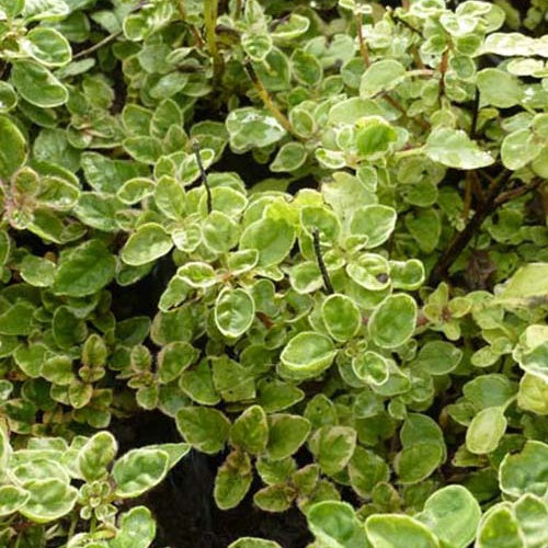 3 Origans panachés Country Cream - Origanum vulgare country cream - Plantes