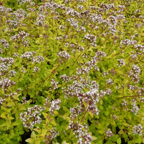 3 Origans communs Thumble's Variety - Origanum vulgare thumbles variety - Plantes