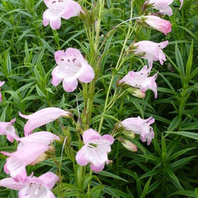 Galane Apple Blossom - Penstemon - Penstemon apple blossom - Plantes