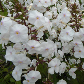 Phlox  maculé Schneelawine - Phlox maculata schneelawine - Plantes