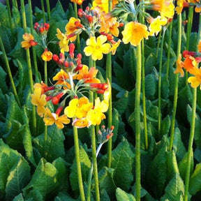 3 Primevère candélabre de Bulley - Primula bulleyana - Plantes