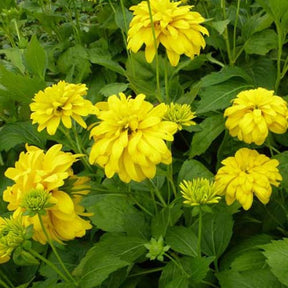 Rudbeckia Goldquelle - Rudbeckia laciniata goldquelle - Plantes