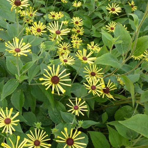 Rudbeckia Henry Eilers - Rudbeckia subtomentosa henry eilers - Plantes