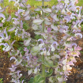 Sauge sclarée - Salvia sclarea - Plantes