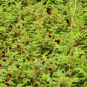 Pimprenelle Cangshan Cranberry - Sanguisorbe - Sanguisorba cangshan cranberry - Plantes